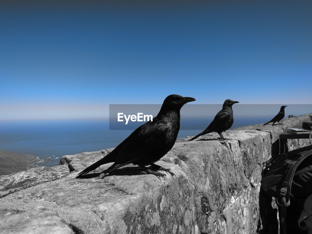 BIRDS PERCHING ON ROCK AGAINST SKY