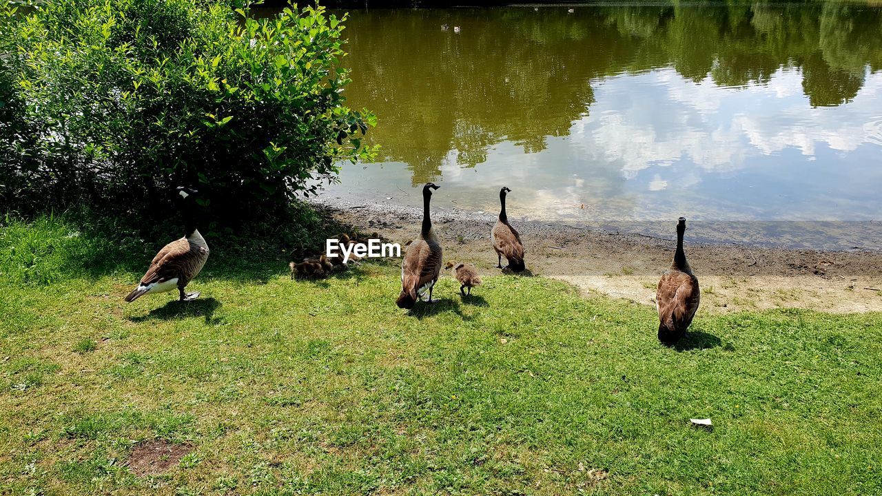 DUCKS IN LAKE