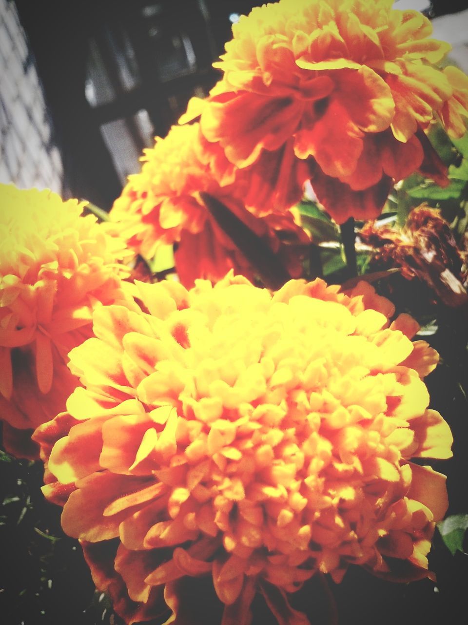 CLOSE-UP OF YELLOW FLOWER