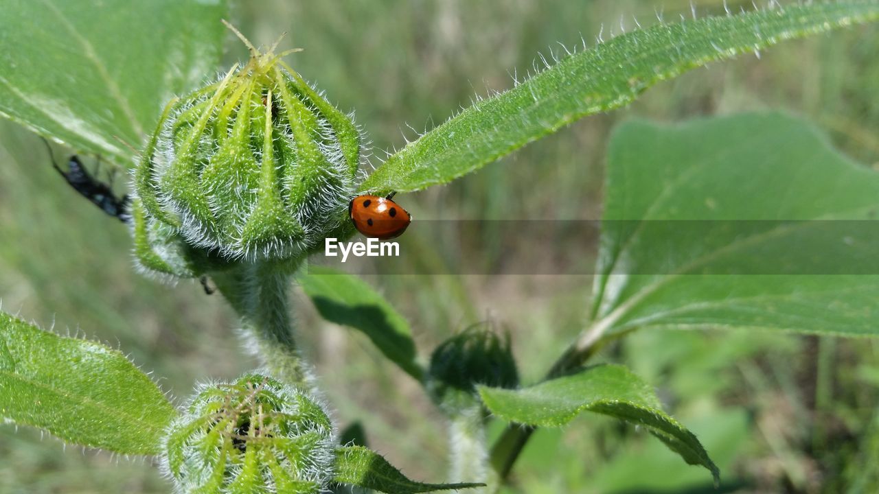 CLOSE-UP OF LADYBUG ON LEAF OUTDOORS