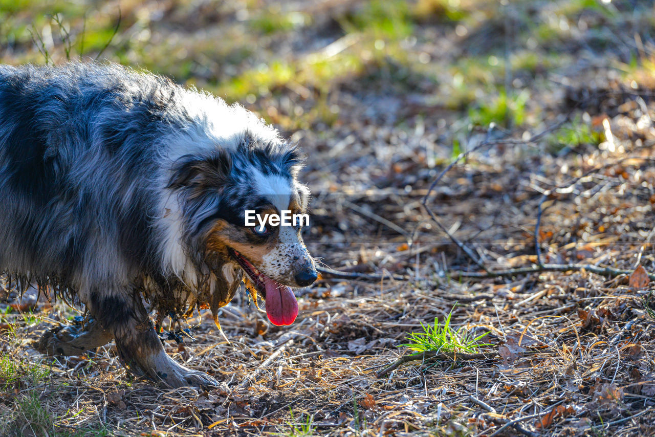 Dog running on field