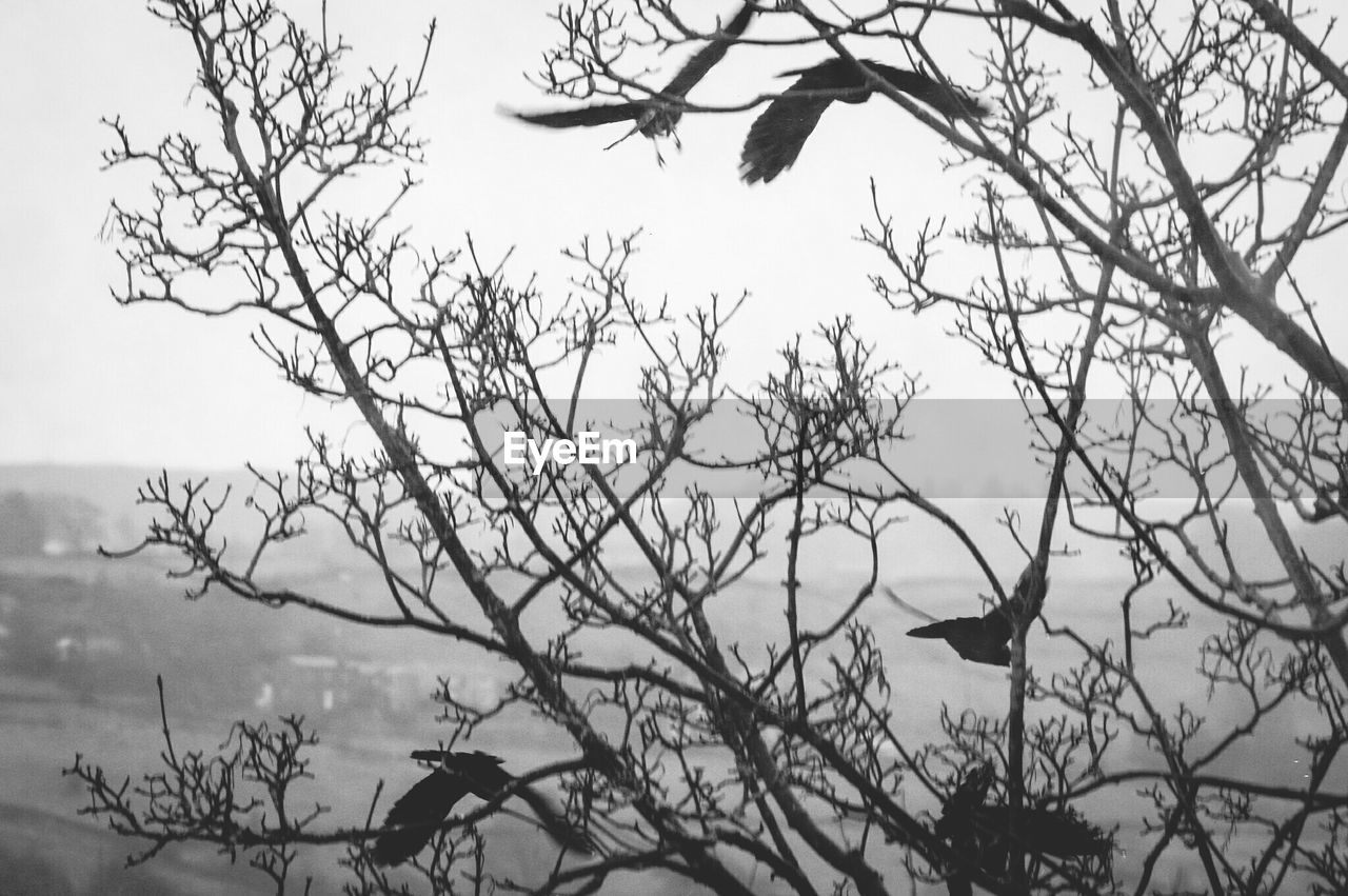 SILHOUETTE BIRD FLYING AGAINST BARE TREE