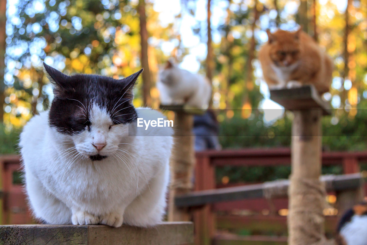 PORTRAIT OF CAT AGAINST TREE