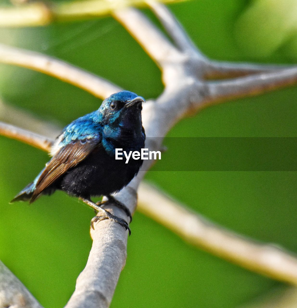animal themes, bird, animal, animal wildlife, wildlife, one animal, beak, branch, perching, nature, plant, tree, no people, outdoors, focus on foreground, day, close-up, green, beauty in nature