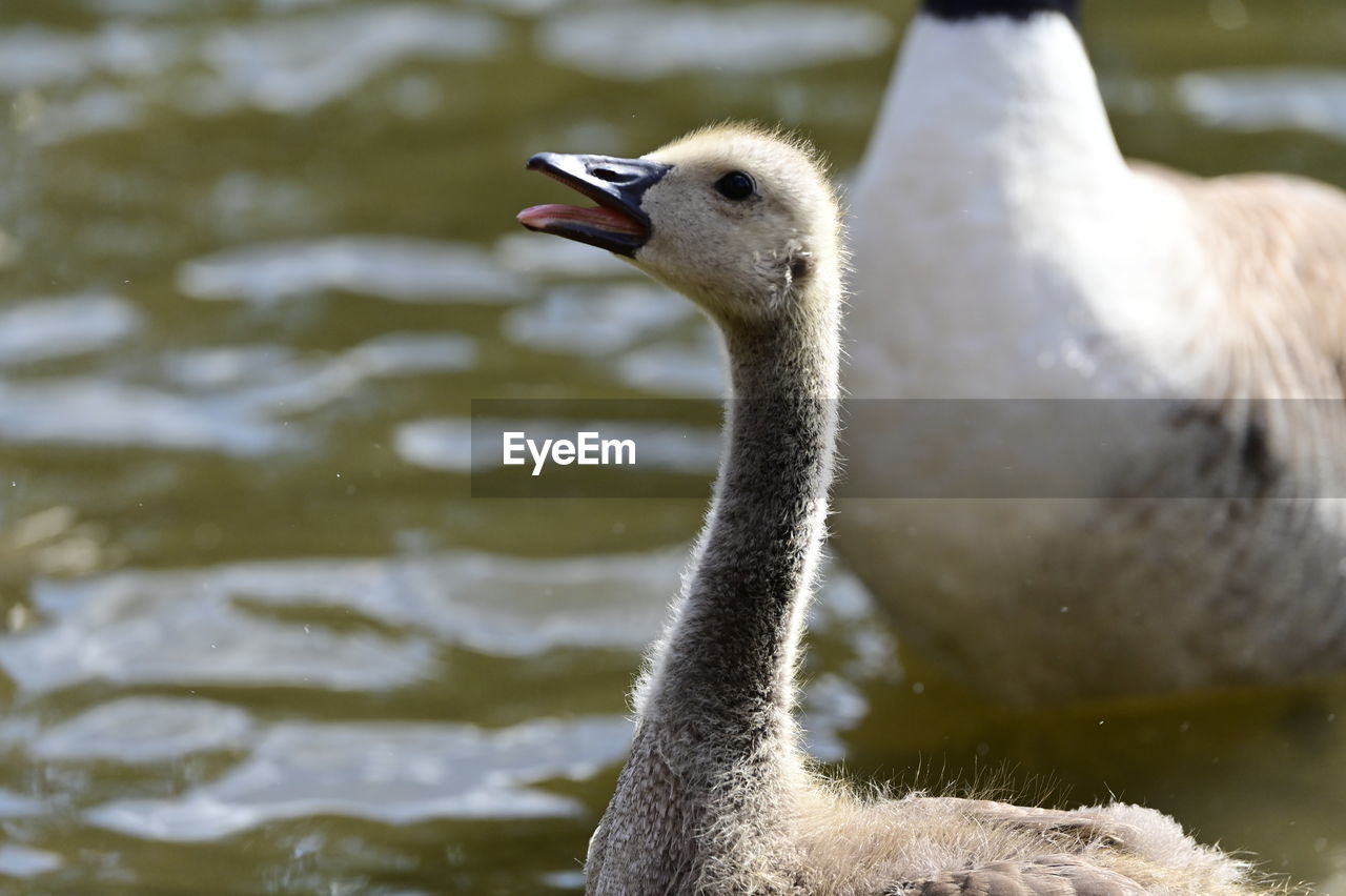 animal themes, bird, animal, animal wildlife, wildlife, beak, swan, one animal, water, ducks, geese and swans, water bird, goose, animal body part, nature, lake, no people, focus on foreground, day, close-up, swimming, outdoors, young animal