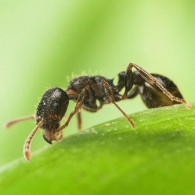 CLOSE-UP OF INSECT ON PLANT