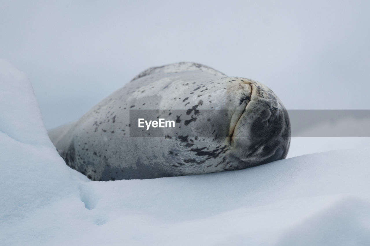 Leopard seal resting on an icefloe in paradise bay, palmer archipelago on the antarctic peninsula.
