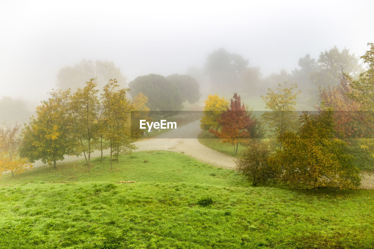 TREES ON FIELD AGAINST SKY