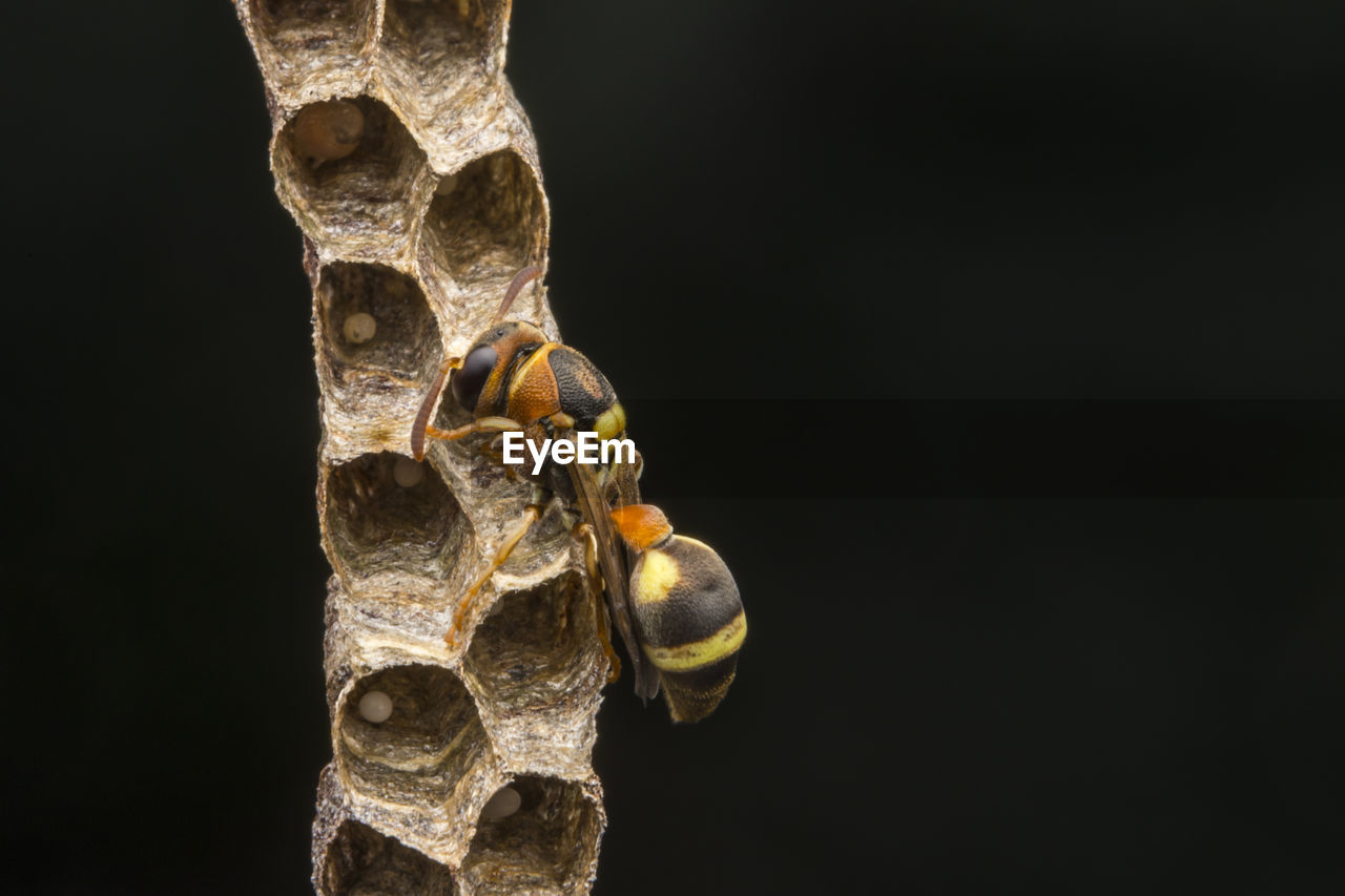 Ropalidia fasciata- paper wasp	
