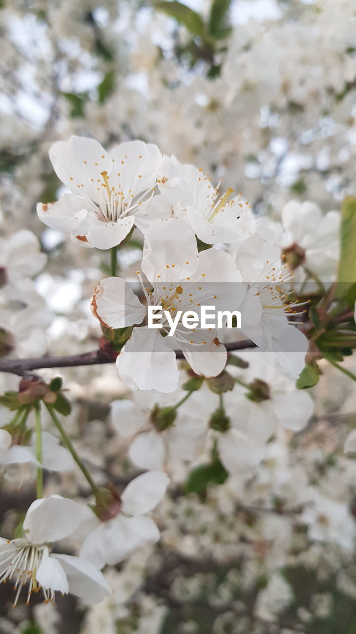 Close-up of white cherry blossom tree