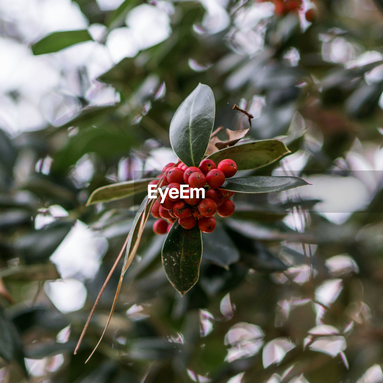 CLOSE-UP OF CHERRIES GROWING ON TREE