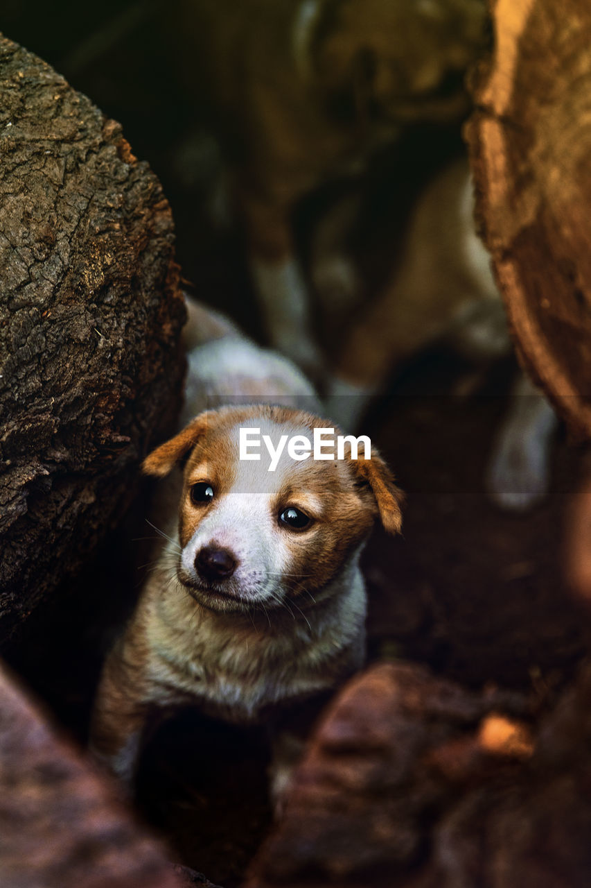 CLOSE-UP PORTRAIT OF DOG WITH MOUTH