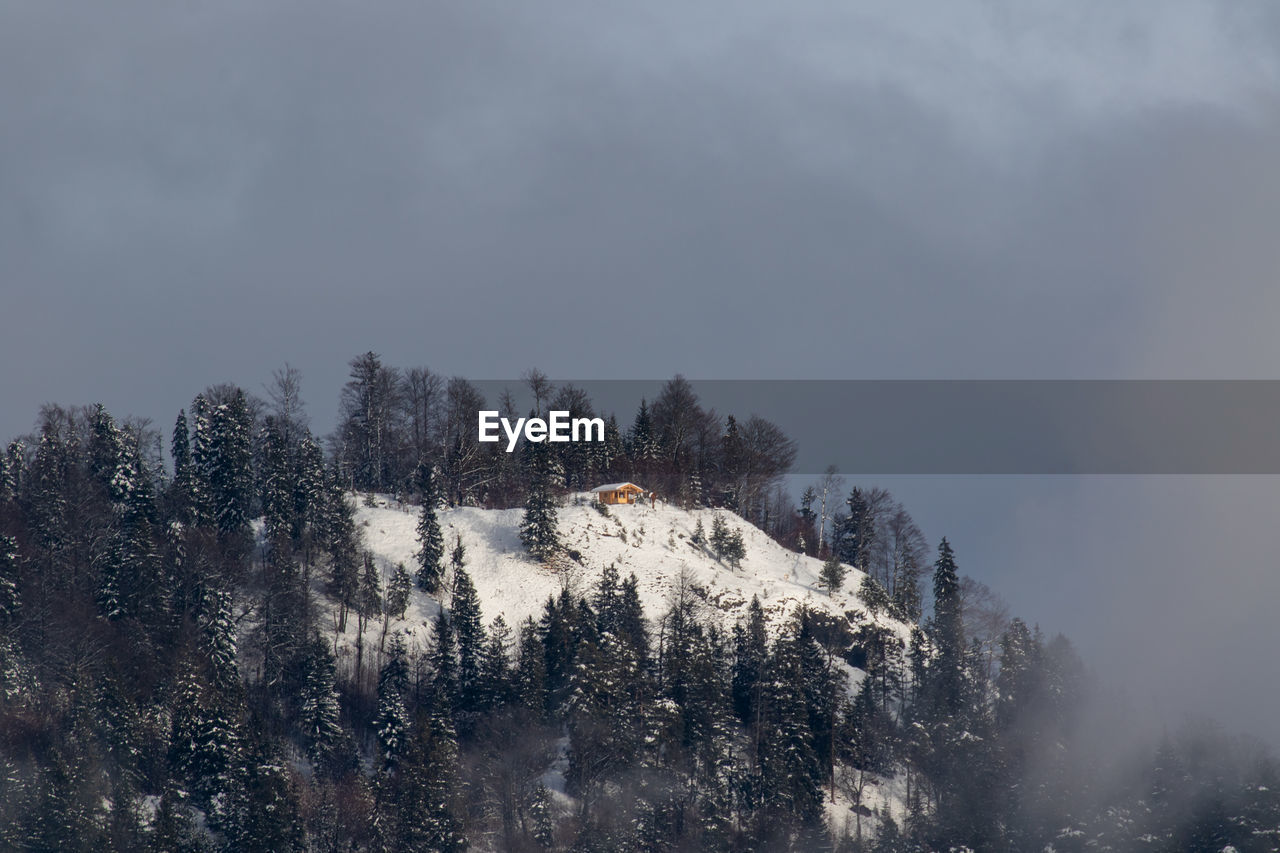 VIEW OF TREES ON SNOW COVERED MOUNTAIN