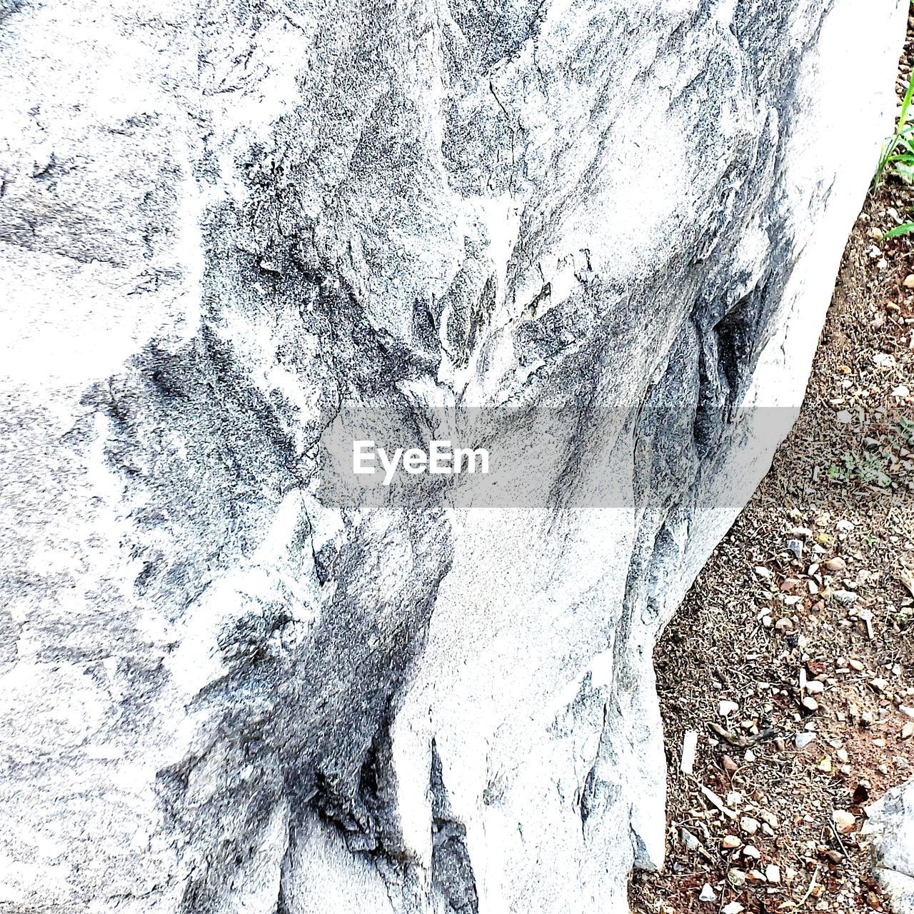 CLOSE-UP OF TREE TRUNK ON ROCKS