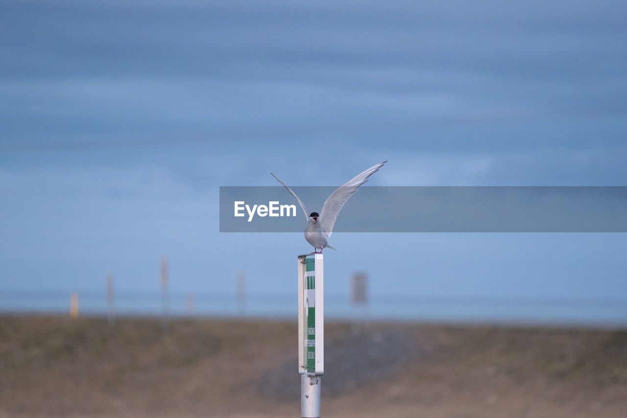 Seagull perching over wooden post on field against sky