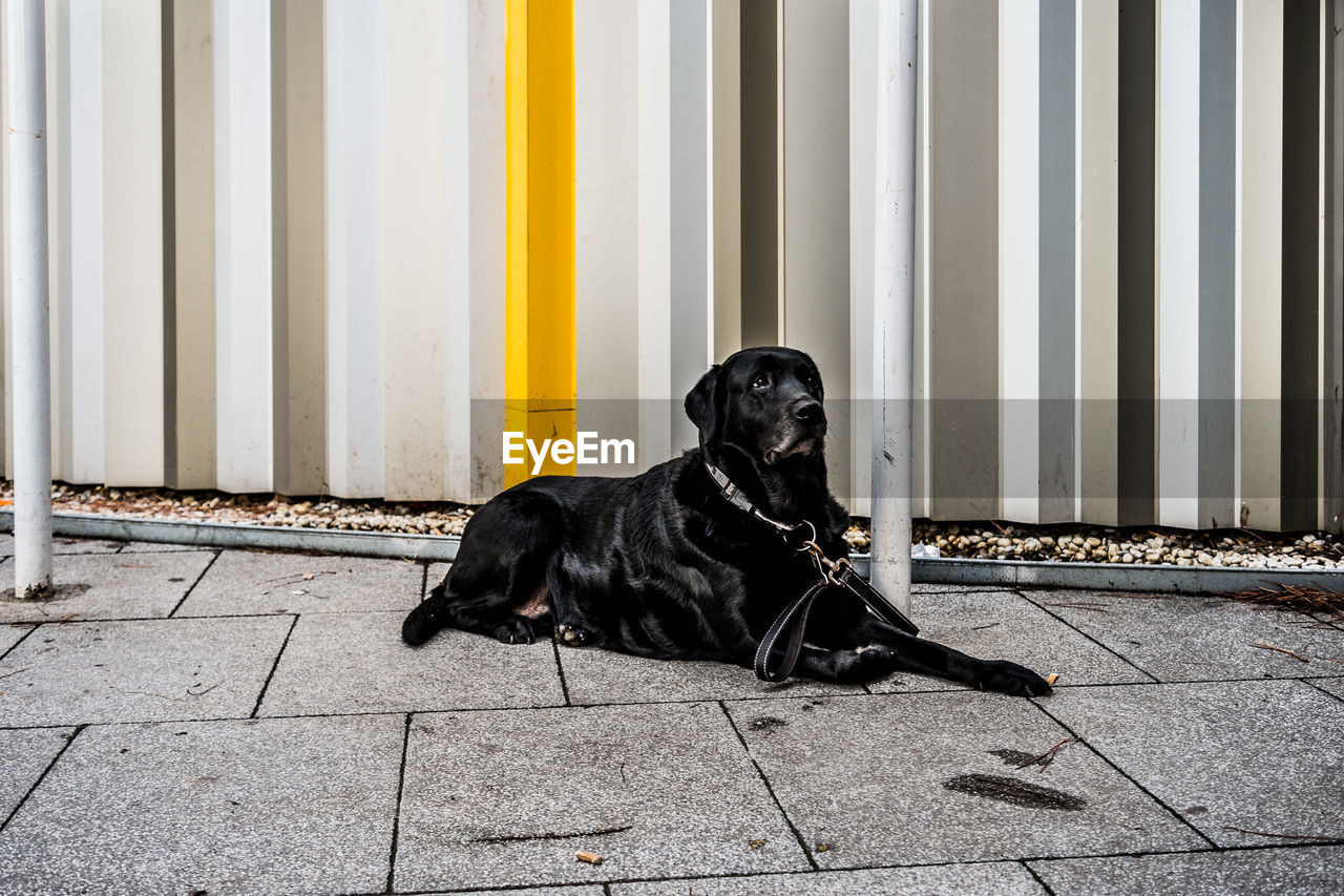 Dog lying on street sidewalk