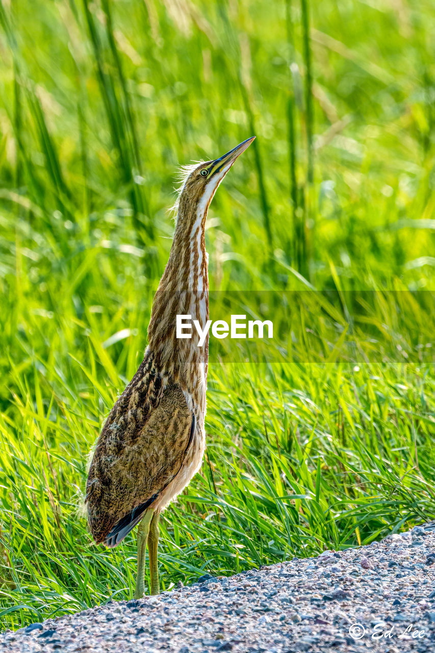 American bittern