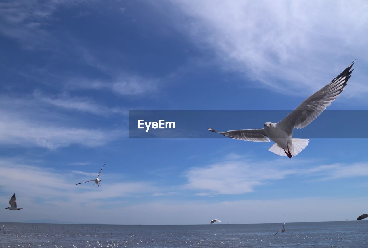 Seagulls flying over sea against sky