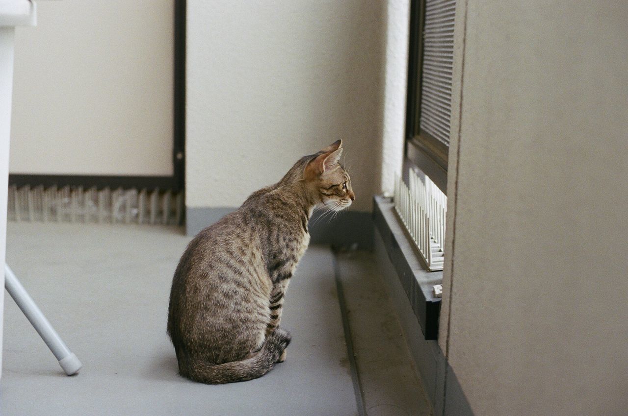 Cat looking towards window at home