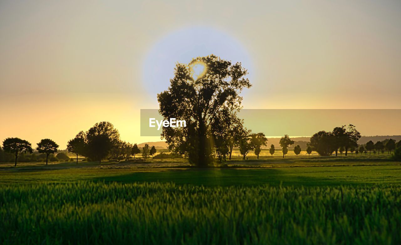 TREES ON FIELD AGAINST SKY