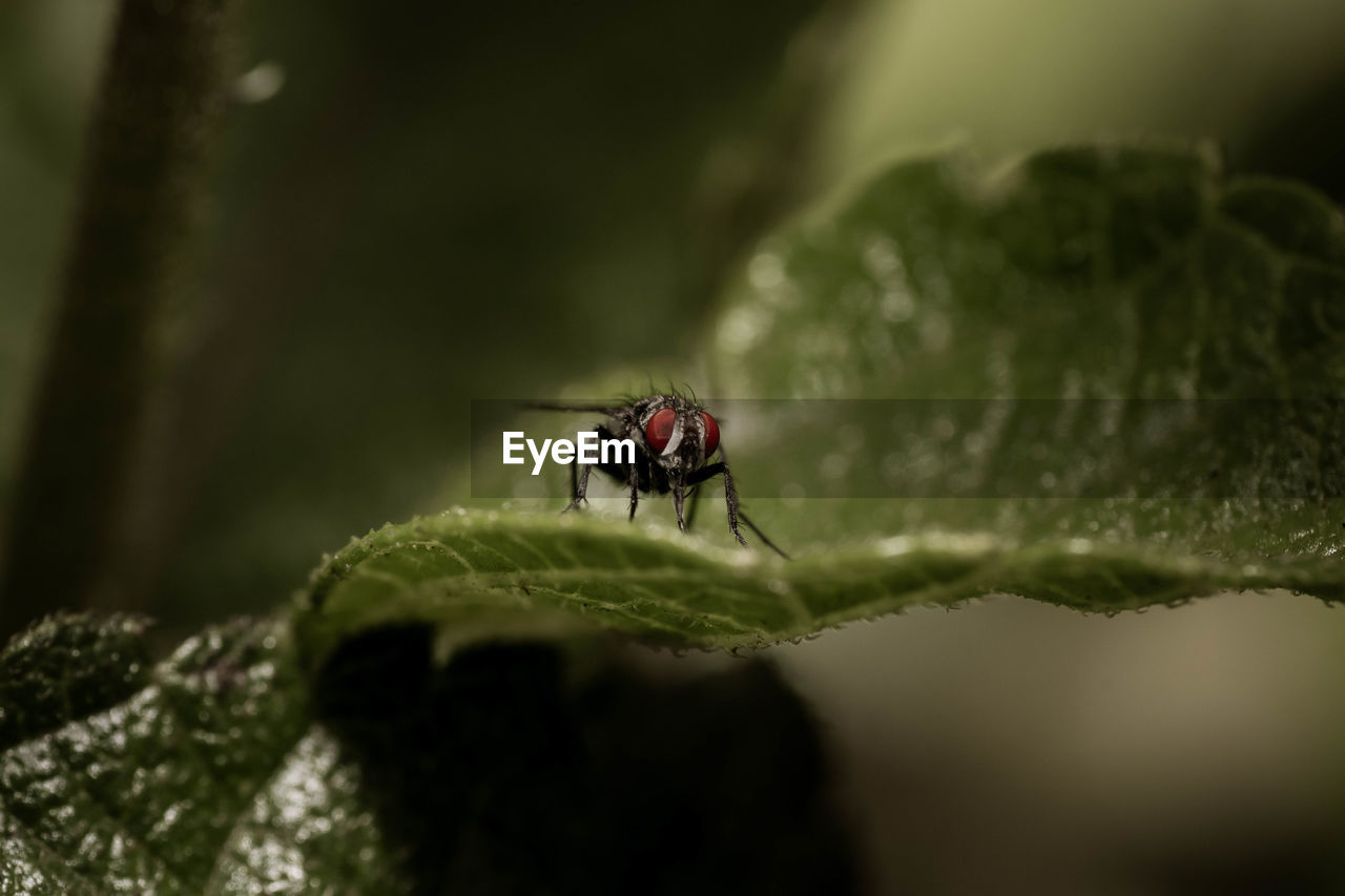 Insect on green leaf 