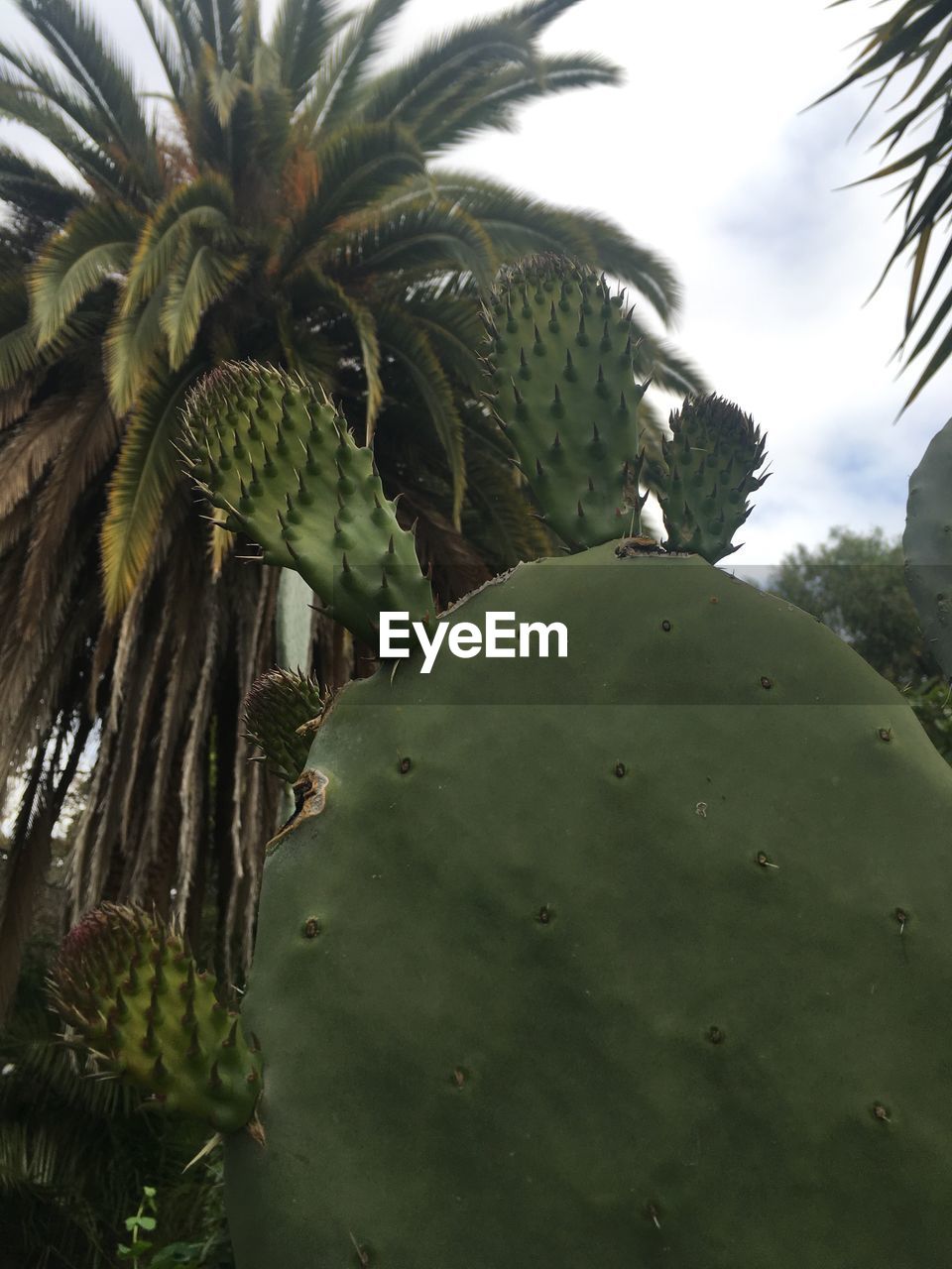 LOW ANGLE VIEW OF PALM TREES AGAINST SKY