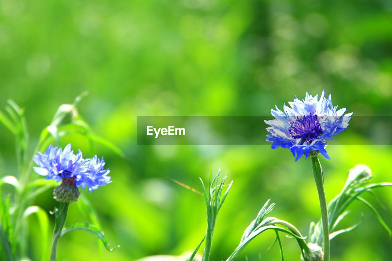 Close-up of flowers blooming