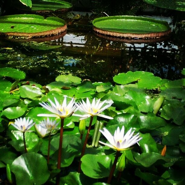 LOTUS WATER LILY IN POND