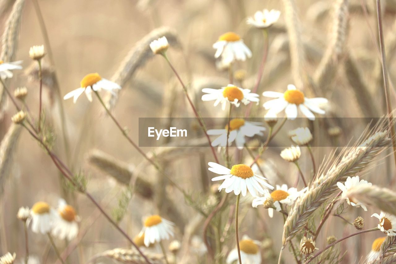 CLOSE-UP OF WHITE DAISY