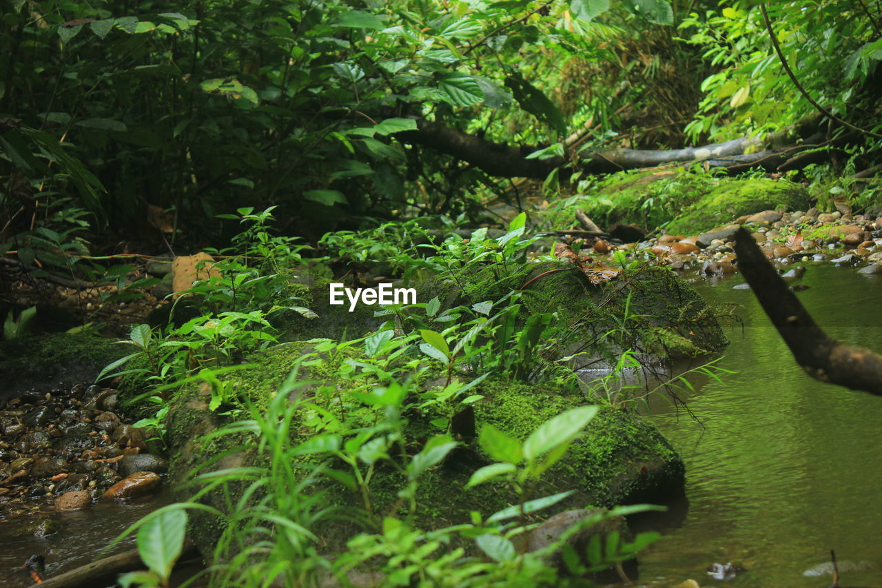 PLANTS GROWING ON LAND