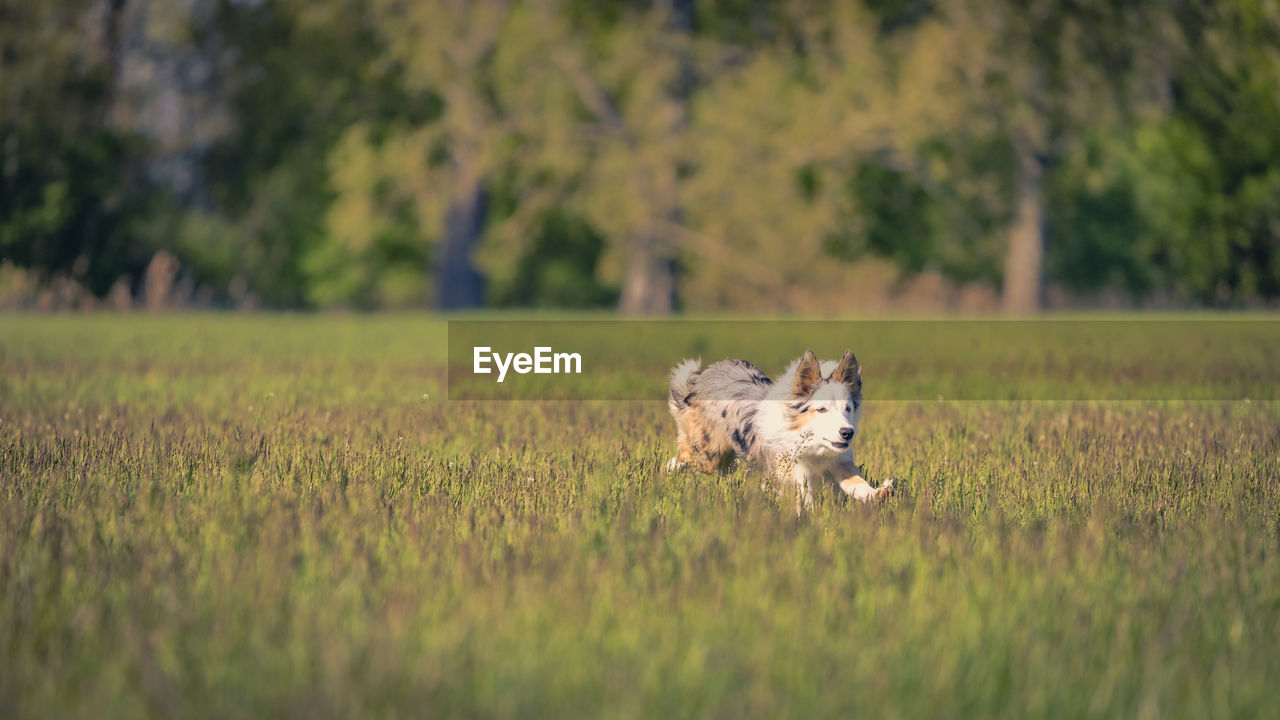 Dog running on field