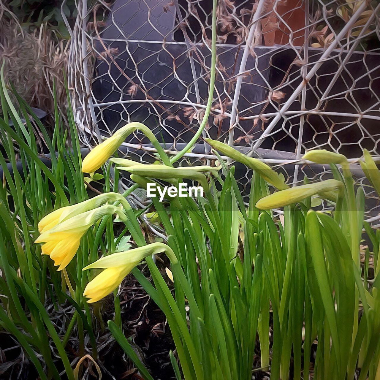 CLOSE-UP OF YELLOW FLOWERS