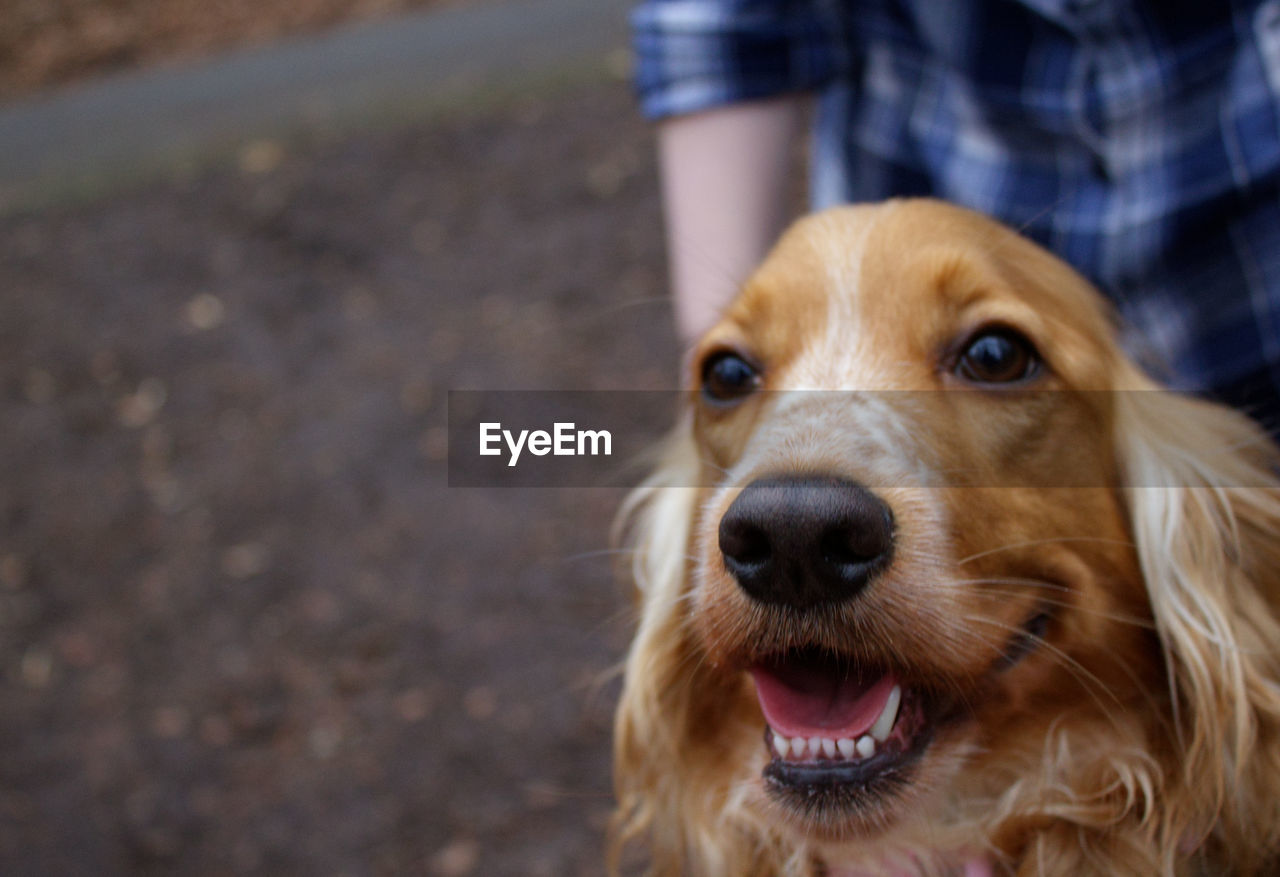 Close-up portrait of dog