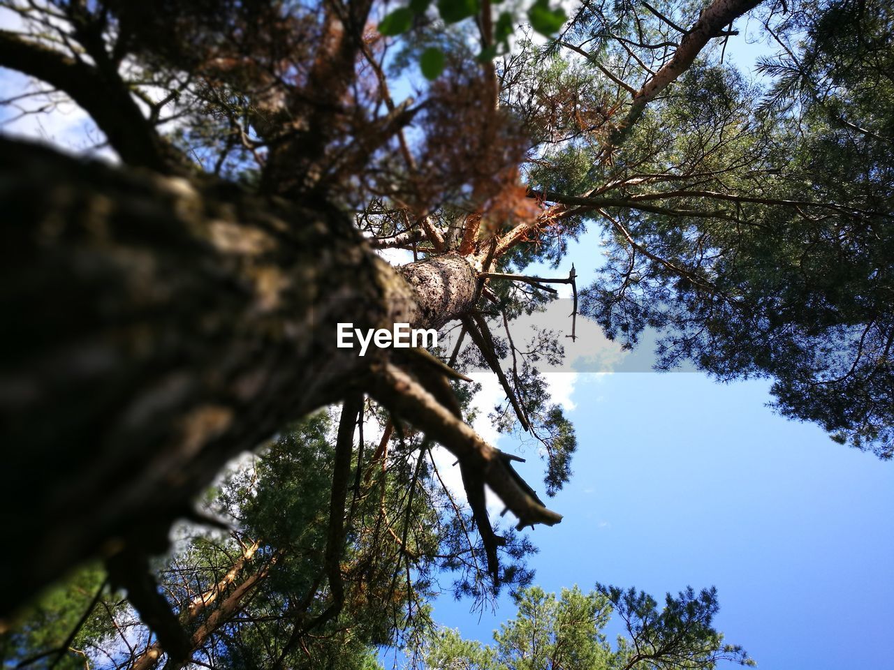 LOW ANGLE VIEW OF TREE IN FOREST AGAINST SKY