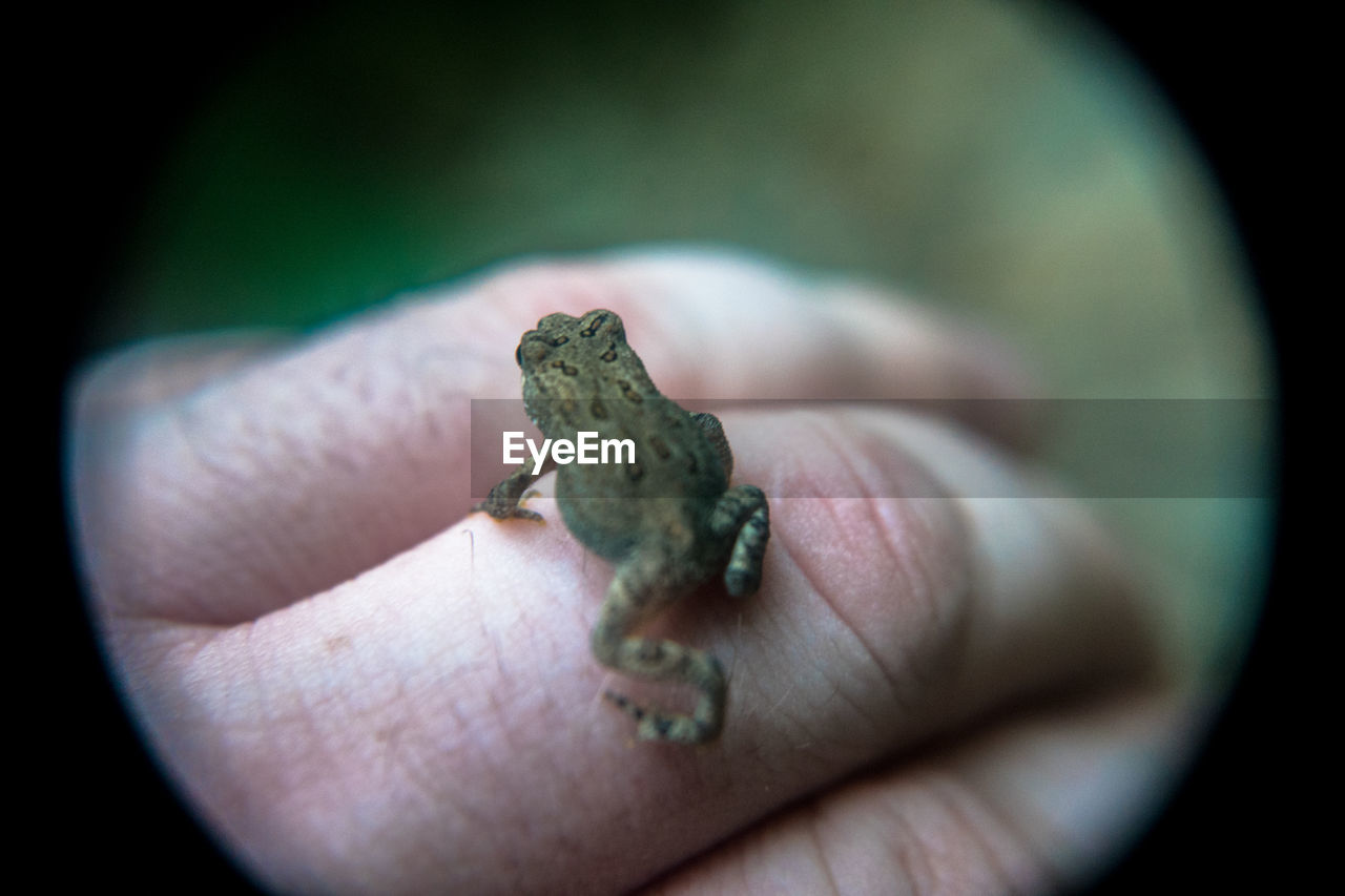 CLOSE-UP OF A HAND HOLDING LEAF