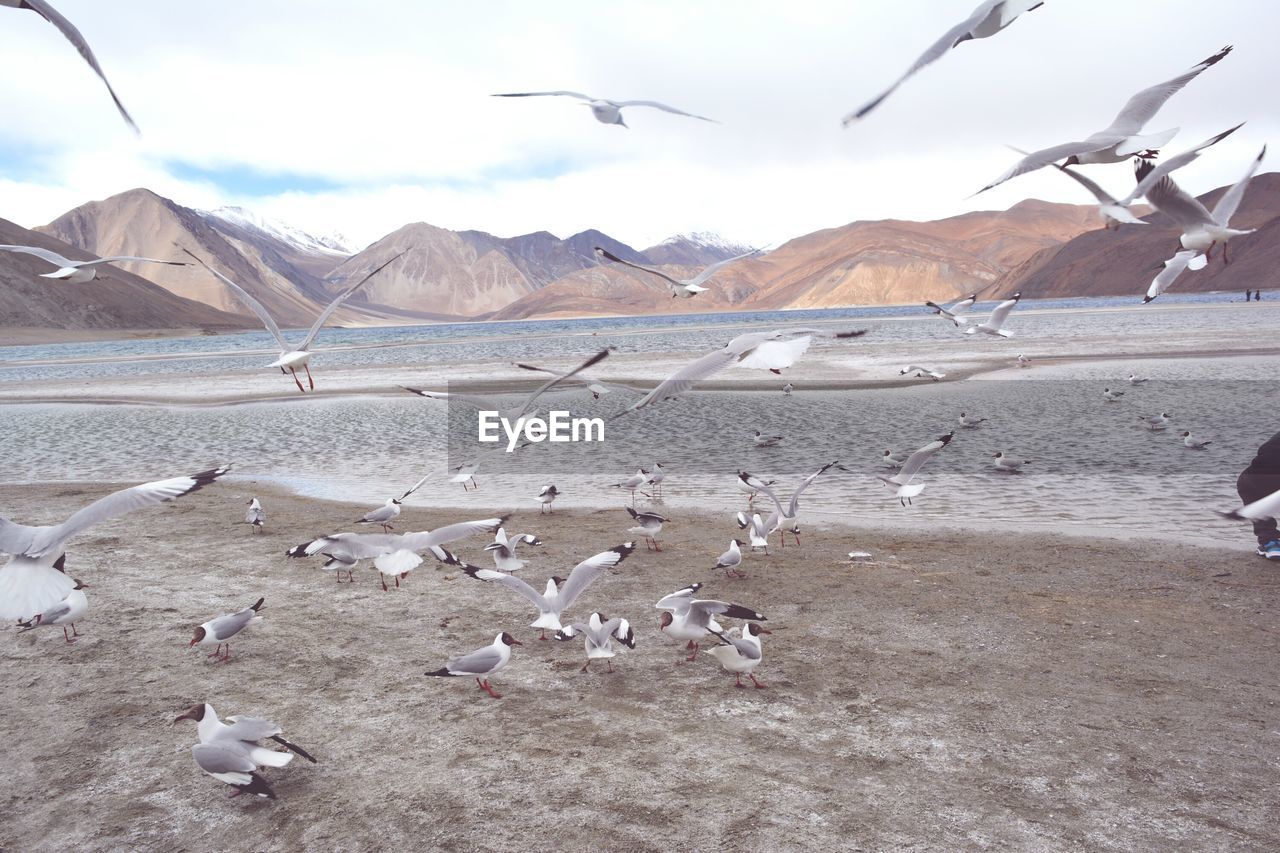 Flock of birds flying over lake against sky