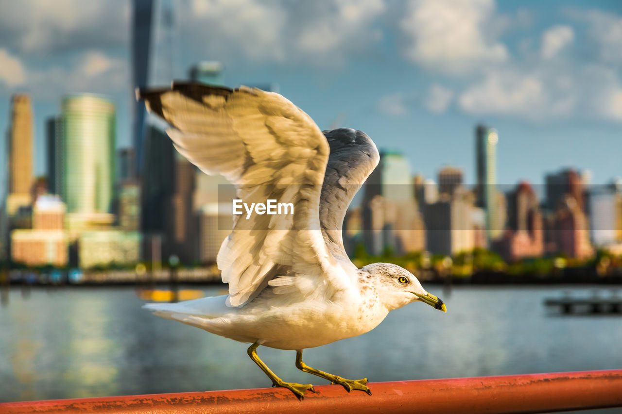SEAGULL FLYING OVER RIVER AGAINST BUILDINGS