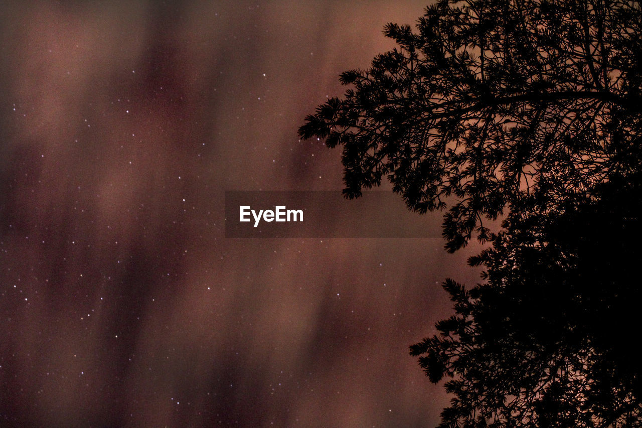 LOW ANGLE VIEW OF TREE AGAINST STAR FIELD