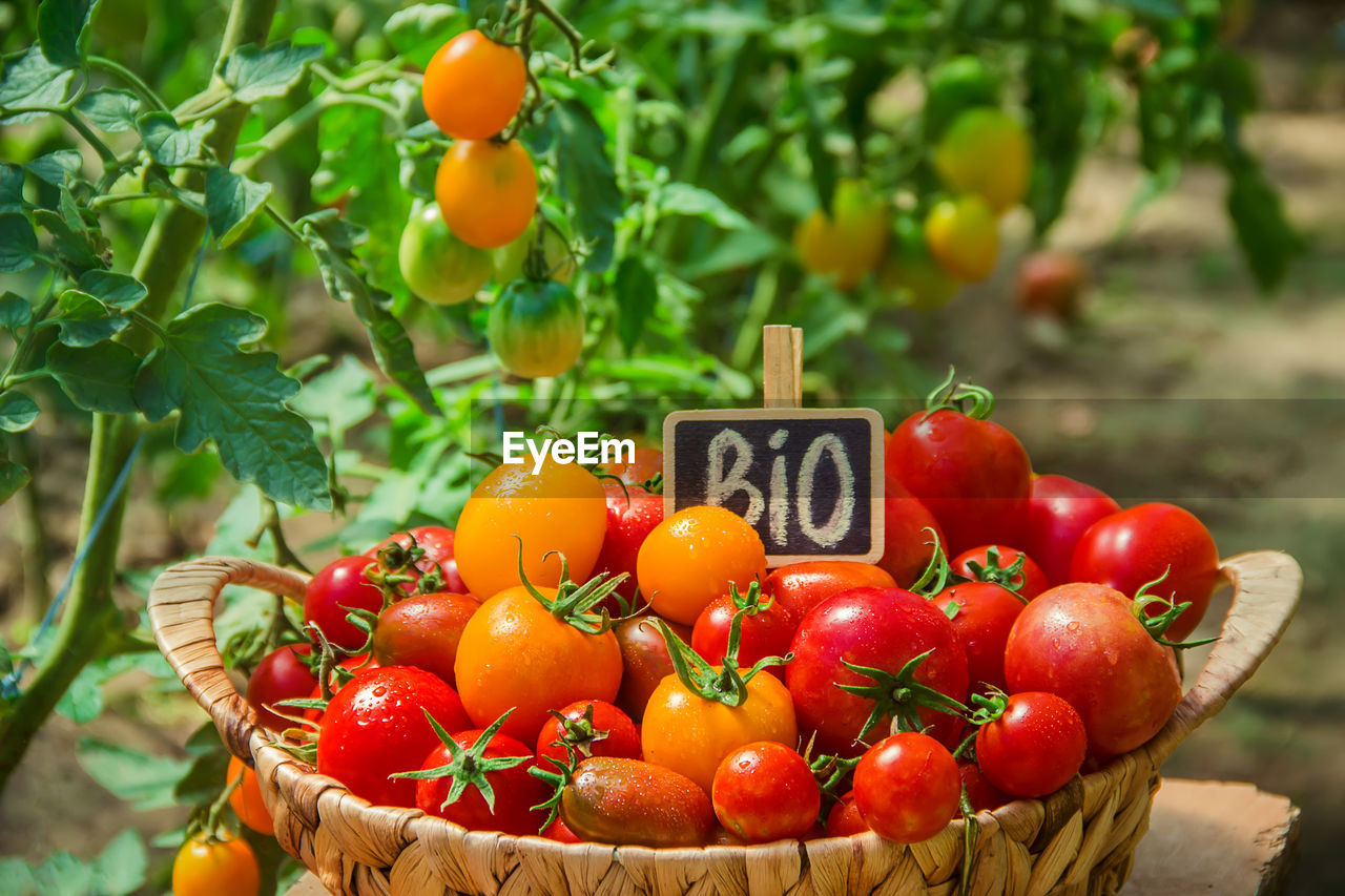 close-up of tomatoes