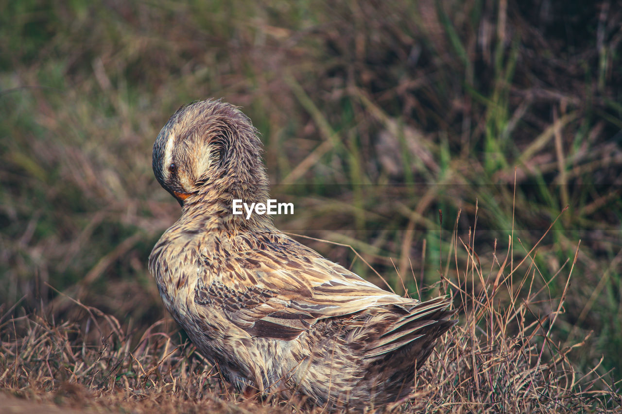 Close-up of a bird looking away