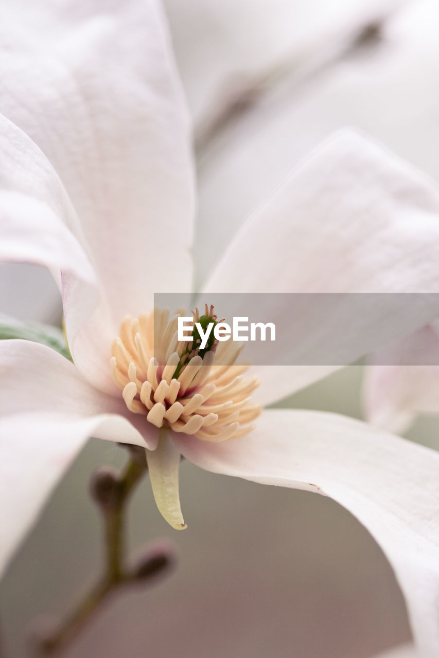 Close-up of white flower