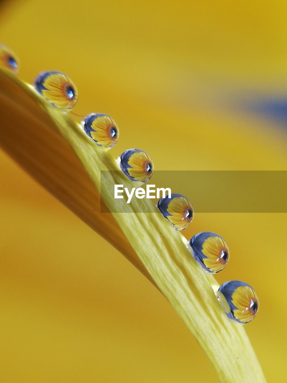 CLOSE-UP OF WATER DROPS ON YELLOW SURFACE