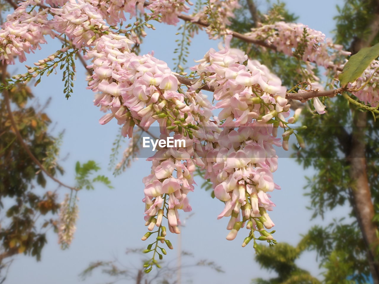 LOW ANGLE VIEW OF CHERRY BLOSSOM TREE