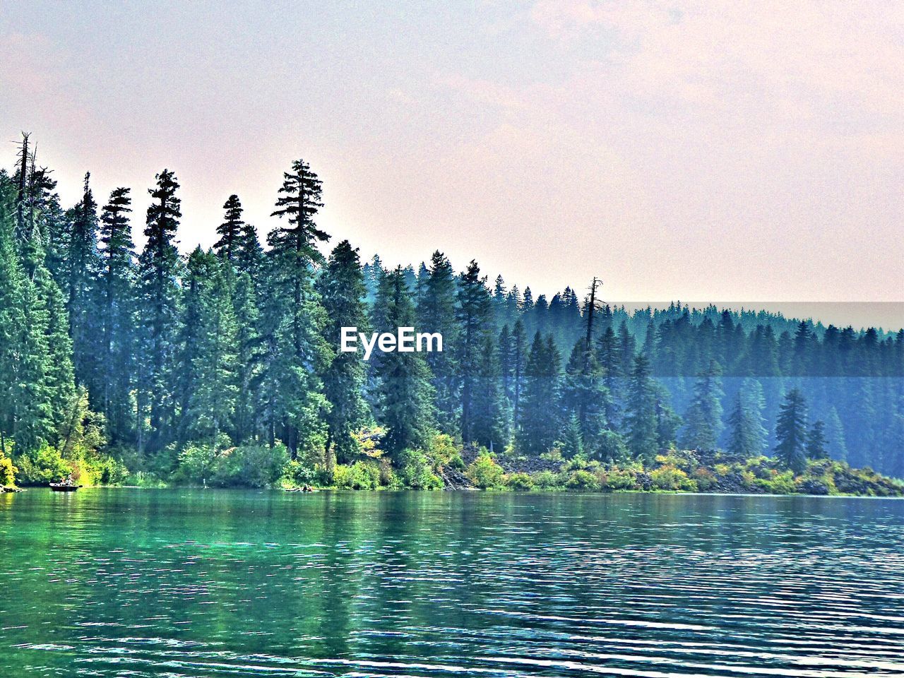 VIEW OF PINE TREES BY LAKE AGAINST SKY