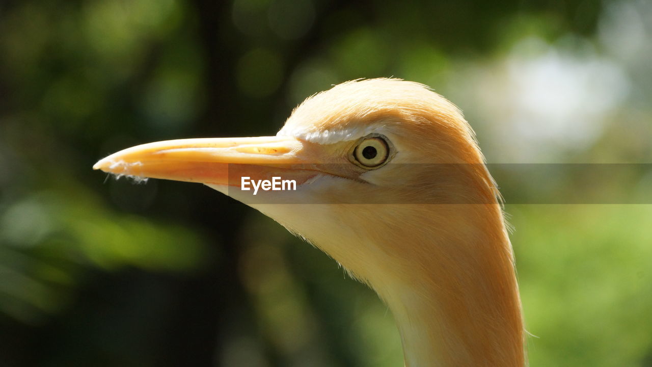 Close-up of a bird