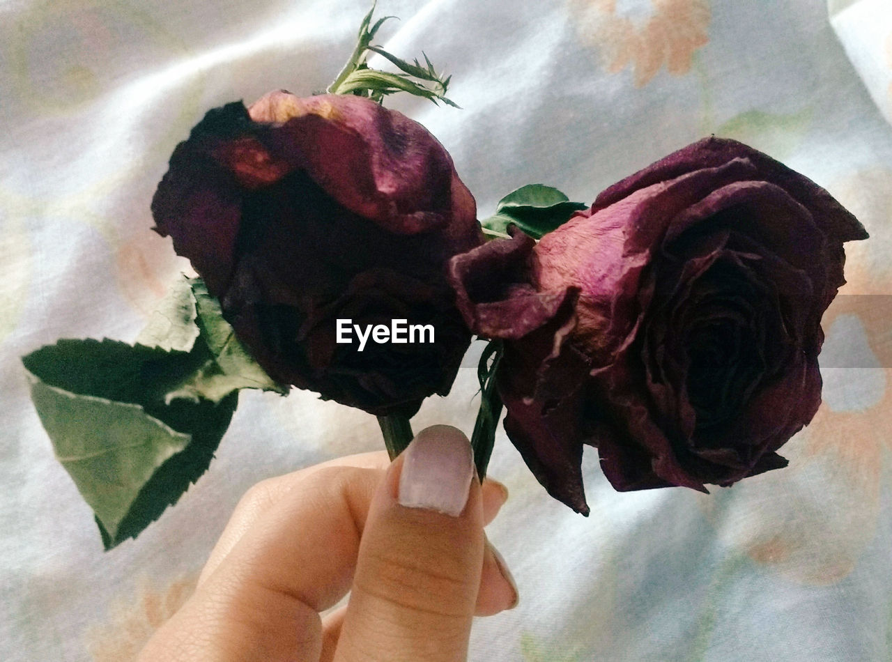 Close-up of hand holding rose bouquet