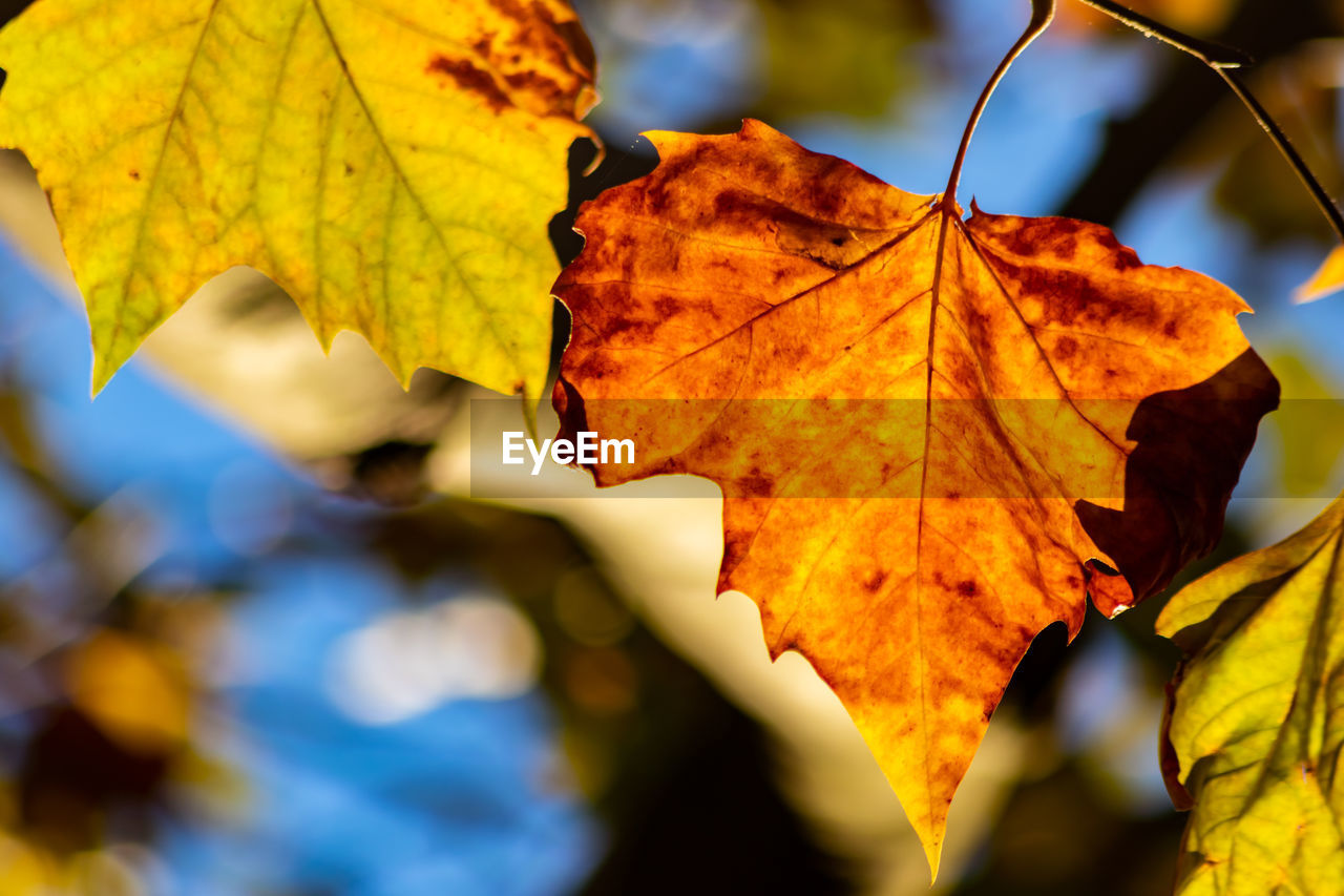 CLOSE-UP OF YELLOW MAPLE LEAF ON TREE