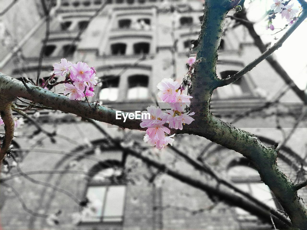 CLOSE-UP OF PINK FLOWER ON TREE