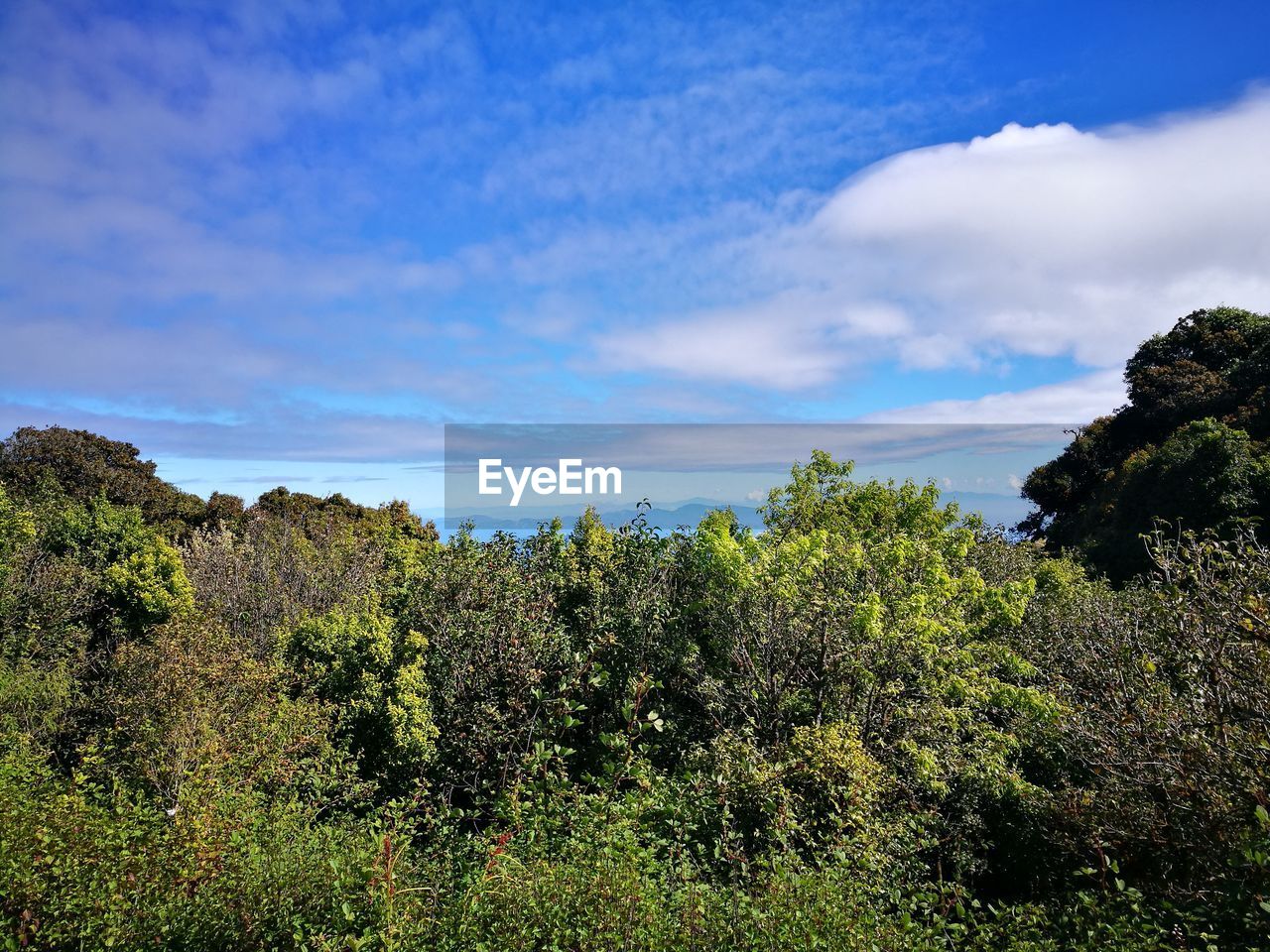 Plants growing on land against sky