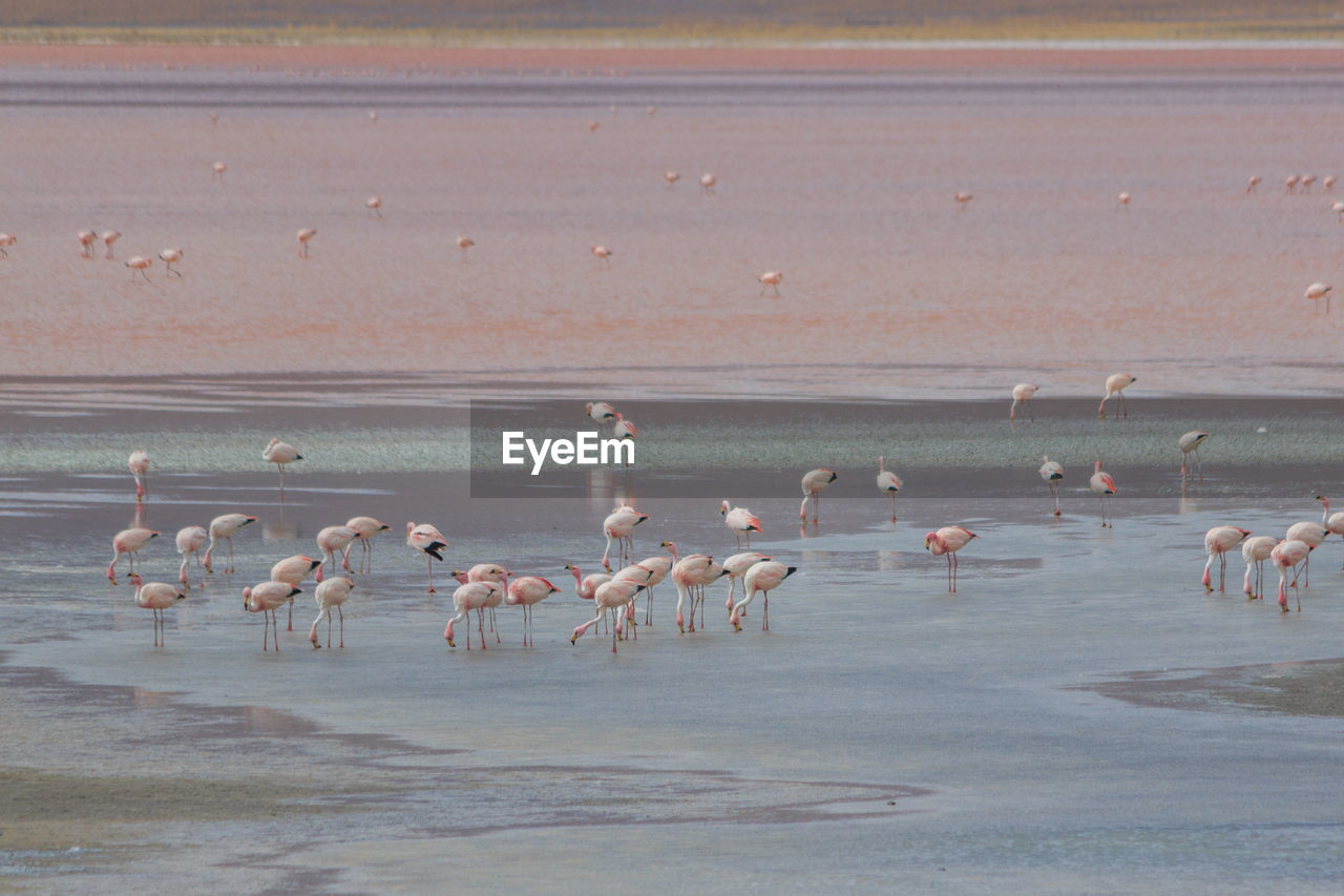 FLOCK OF BIRDS IN THE WATER